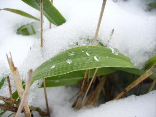 moje kochane kropelki :) #natura #zima #śnieg #krople #liść