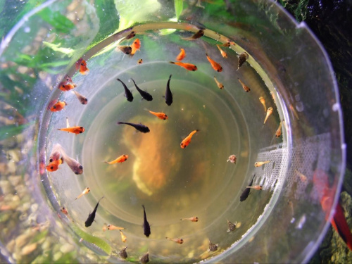 akwarium, rybki #akwarium #rybki #natura #rośliny #woda