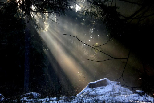coś ciekawego..... #las #promień #oświetlenie #natura #przyroda