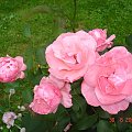 Tak piękne róże są w ogrodzie u mojego brata.