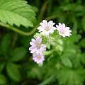 45b. Bodziszek drobny - Geranium pusillum . Data : 02.09.2007. Miejsce : ścieżka obok lasu . Miejscowość : Piaski Wielkopolskie .