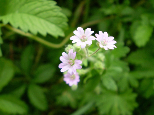 45b. Bodziszek drobny - Geranium pusillum . Data : 02.09.2007. Miejsce : ścieżka obok lasu . Miejscowość : Piaski Wielkopolskie .