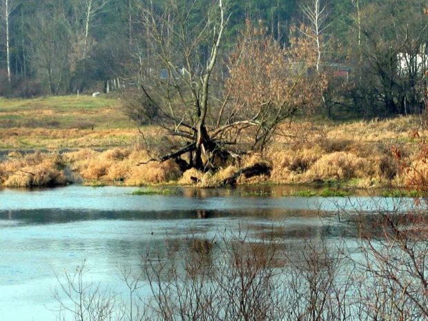 rz,Narew