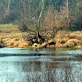 rz,Narew