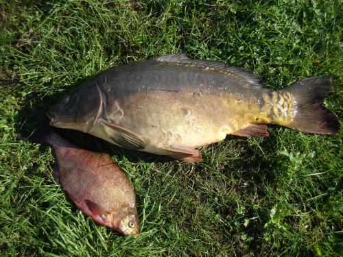 mój karp 9,2 kg i leszczyk ok 1 kg #wędkarstwo