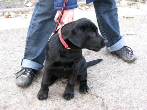 Hexa, Hojrak i Max #Labrador