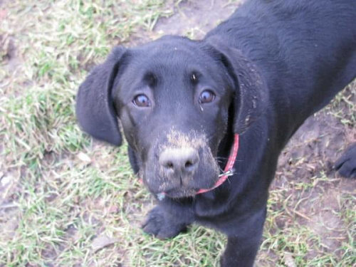 Hexa, Max i Hojrak #Labrador