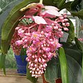 Medinilla.