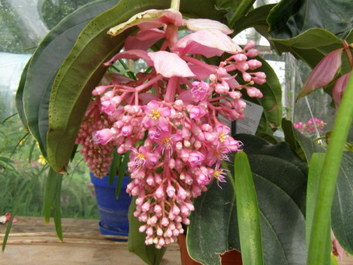 Medinilla.