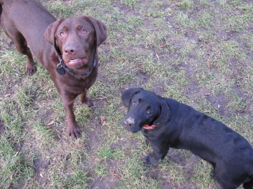 Hexa, Max i Hojrak #Labrador