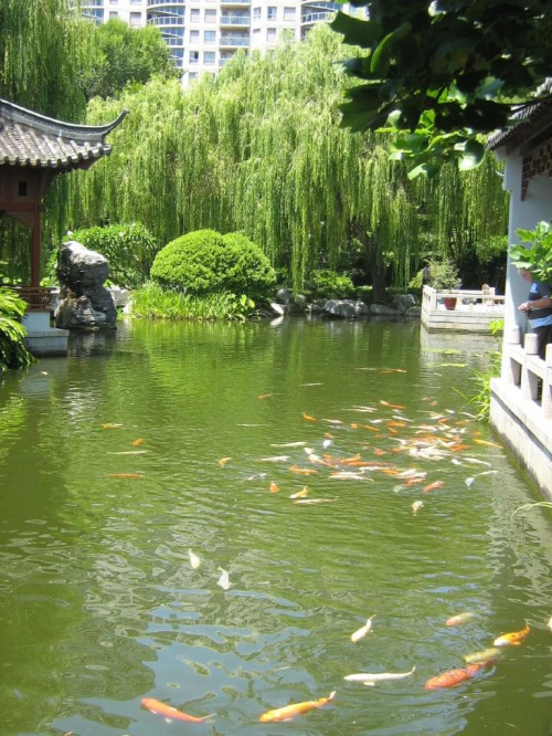 ogród chiński w sydney