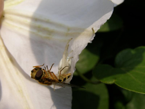 Pająk kwietnik - (misumena vatia), jest myśliwym.