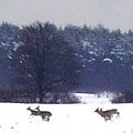 uciekają.. #zima #sarna #las #natura #przyroda #zwierzęta