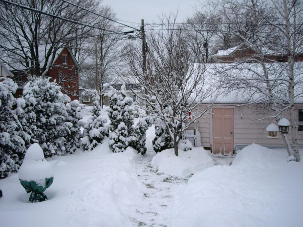 przestalo padac, jest okolo 0 i jest naprawde pieknie :) #MojOgrod #Zima2008 #Toronto