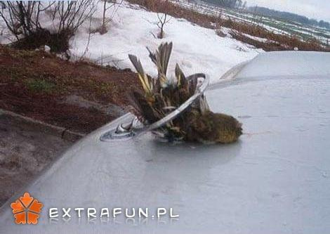 extrafun