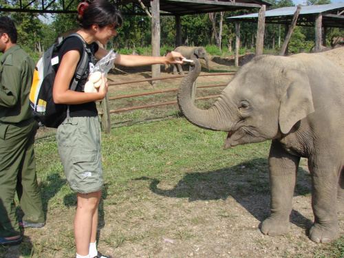 Chitwan, ośrodek hodowli słoni