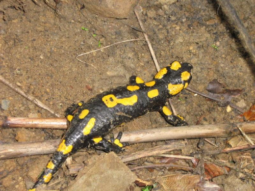 Salamandra na wycieczce w Gorcach (maj 2007)