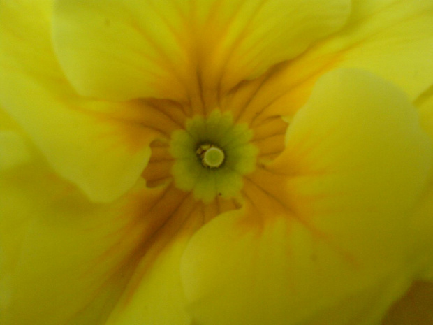 Kolejny kwiatuszek #kwiat #wiosna #kwiaty #niebieski #fioletowy #żółty