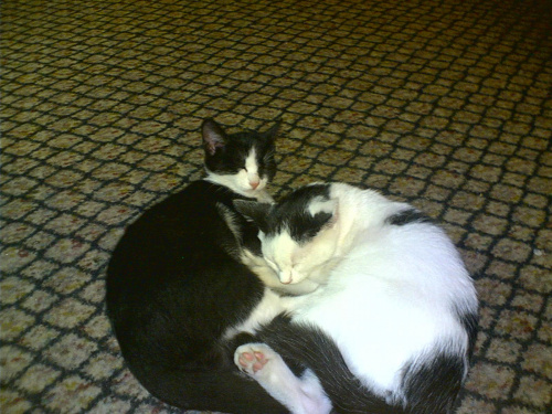 Mika i Filip #koty #KotyKulki