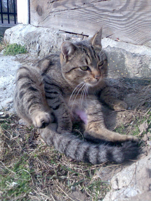 Zygzak liże rany po kocich amorach #koty #KotyKulki