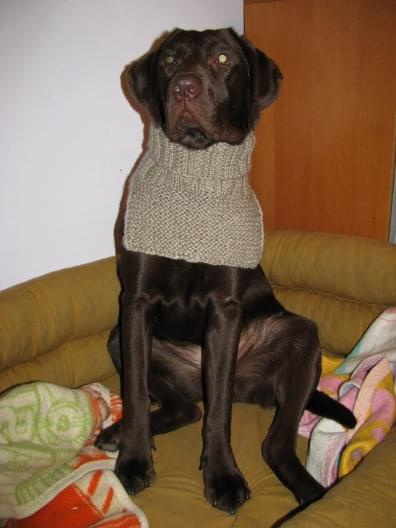 Hexa labrador