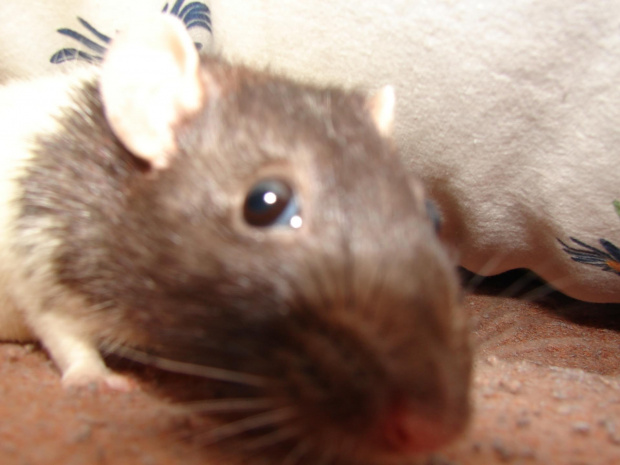 Kropeczek #szczur #ogonek #zwierzęta #natura