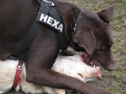 Hexa z Neską #Labrador