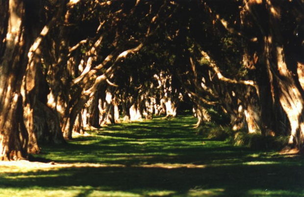 Korytarz eukaliptusów, Sydney park
