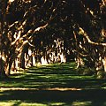 Korytarz eukaliptusów, Sydney park