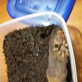 Brachypalme Smithi L5