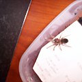 brahypalme smithi L5