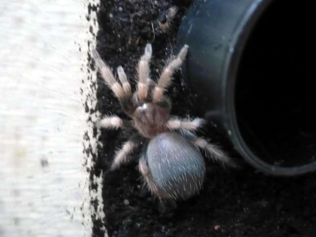 smithi l5