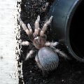 smithi l5