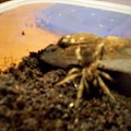 Brachypalme Smithi L5