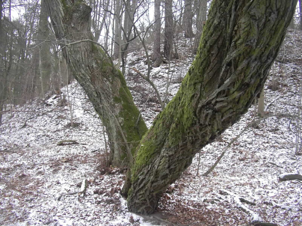 BRZEGIEM BRDY DO GOŁABKA
17.02.08r.