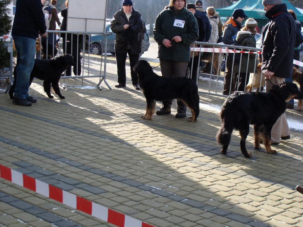 Wystawa Toruń 16.02.2008 Udany debiut w młodzieży - Najlepszy Junior :)