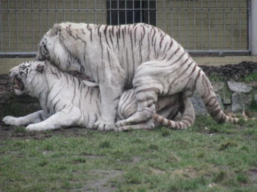 ZOO WROCŁAW ANTROPKA #ZOO