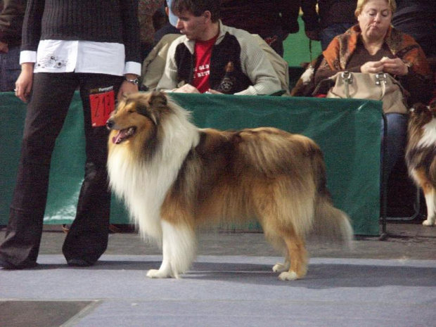 Owczarek szkocki collie