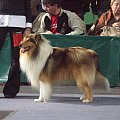 Owczarek szkocki collie