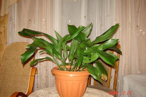 Aspidistra - wspomnienie domu rodzinnego.