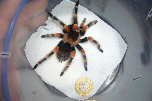 smithi