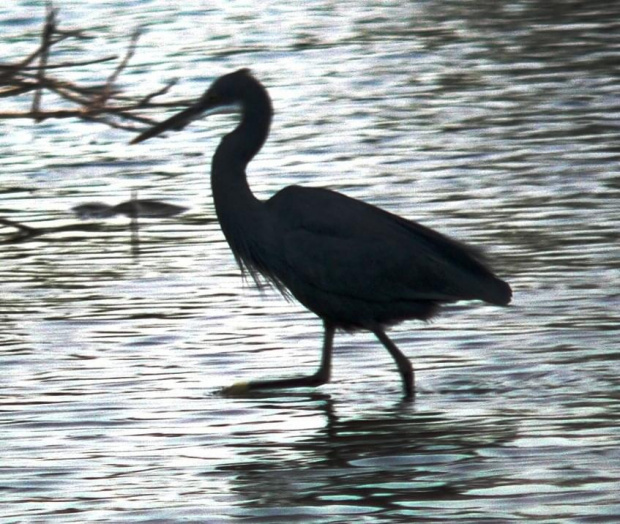 grey heron/Ardea Cinerea/Czapla siwa (podrodzina: czaple/ardeinae; rodzaj: ardea)
Rodzina: Czaplowate/Herons/Ardeidae