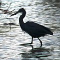 grey heron/Ardea Cinerea/Czapla siwa (podrodzina: czaple/ardeinae; rodzaj: ardea)
Rodzina: Czaplowate/Herons/Ardeidae