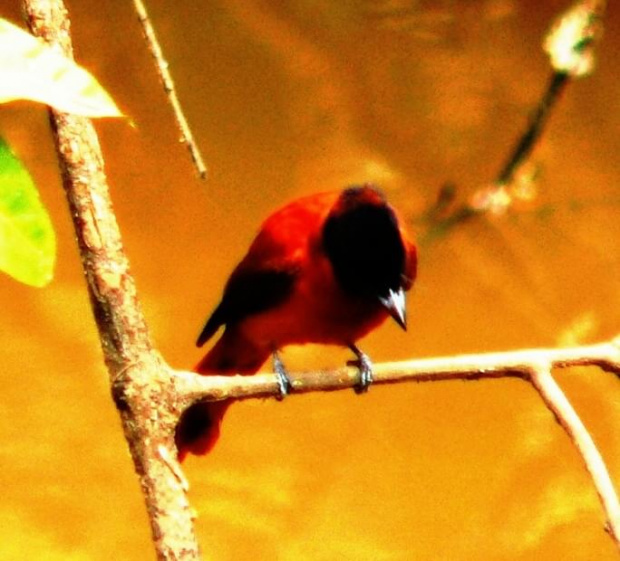 red bellied paradise flycatcher / Terpsiphone Viridis / Muchodławka wspaniała
(podrodzina: monarchinie; rodzaj: terpsiphone)
Rodzina: Dławikowate (dziwogony) / Dicruridae / Monarch Flycatchers