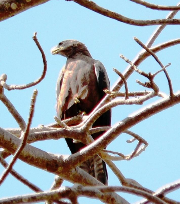 black kite/Milvus migrant/Kania Czarna (podrodzina: milvinae; rodzaj: milvus)
Rodzina: Accipitridae/Hawks/Jastrzębiowate