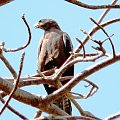 black kite/Milvus migrant/Kania Czarna (podrodzina: milvinae; rodzaj: milvus)
Rodzina: Accipitridae/Hawks/Jastrzębiowate