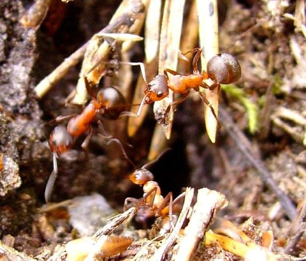 moje pierwsze mrówki.. #mrówka #owady #zwierzęta #przyroda #natura #mrowisko