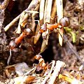 moje pierwsze mrówki.. #mrówka #owady #zwierzęta #przyroda #natura #mrowisko