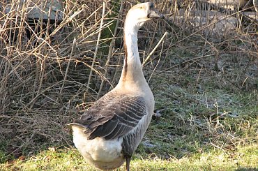 Gęsi na paswisku #Gęś #pastwisko