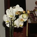 phalaenopsis #storczyki